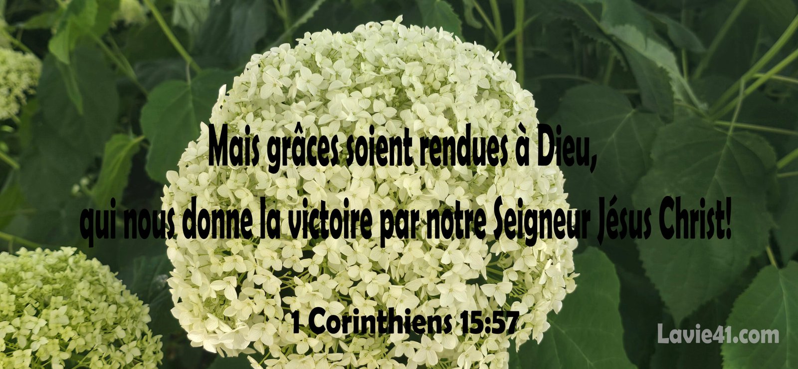 VERSET DU JOUR