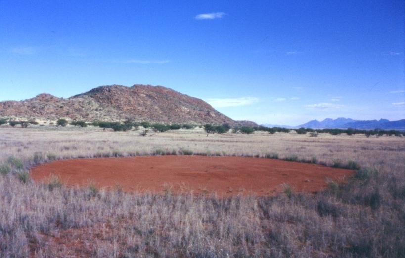 Les cercles de fées de Namibie : Une énigme fascinante de la nature