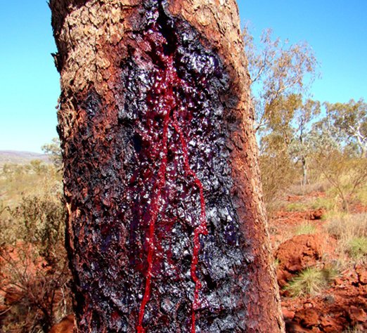 L’Arbre du Sang de Dragon en Danger : Un Trésor Naturel Menacé